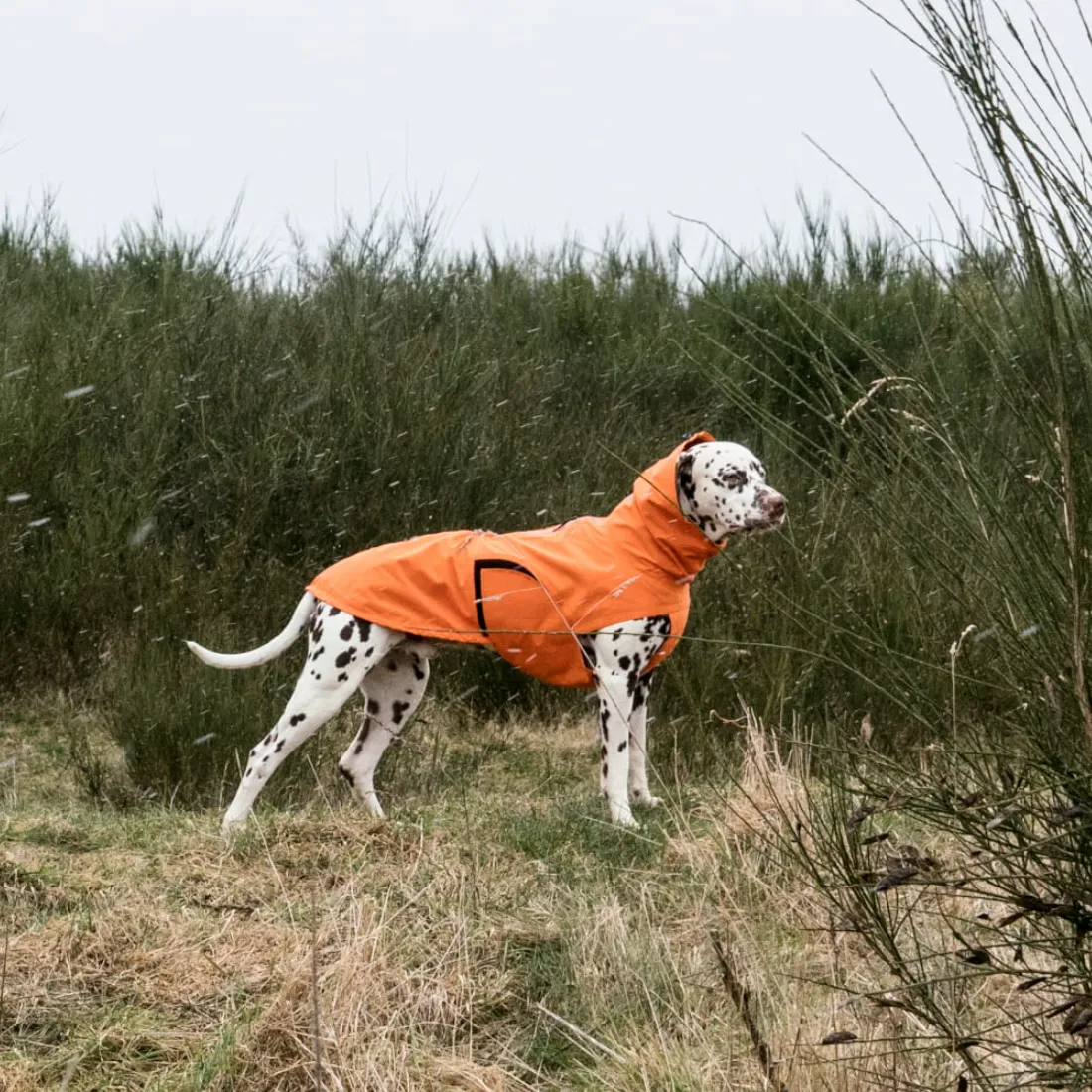 Dog Raincoat Dublin